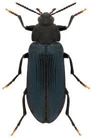 Attēlu rezultāti vaicājumam “Glischrochilus quadripunctatus”