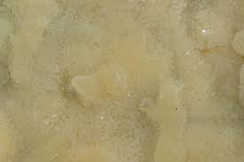 Attēlu rezultāti vaicājumam “Physisporinus vitreus”