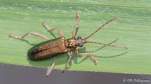 Attēlu rezultāti vaicājumam “Donacia clavipes”