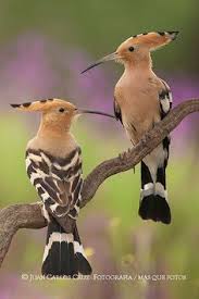 Image result for hoepoe