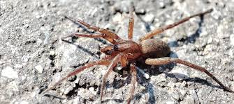 Attēlu rezultāti vaicājumam “Agroeca brunnea”