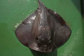 Image result for Pteroplatytrygon violacea