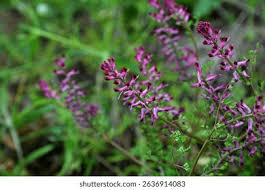 Attēlu rezultāti vaicājumam “Fumaria officinalis flower”