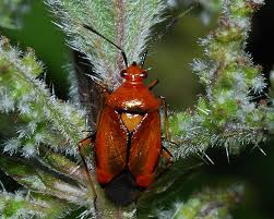 Attēlu rezultāti vaicājumam “Deraeocoris ruber”