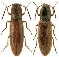 Attēlu rezultāti vaicājumam “Athous sp.”