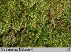 Attēlu rezultāti vaicājumam “Plagiothecium cavifolium”