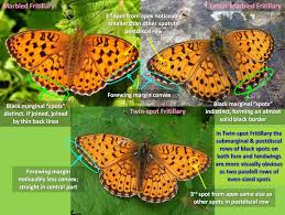 Attēlu rezultāti vaicājumam “Brenthis ino underside”