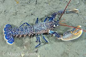 Image result for Homarus gammarus