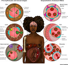 Attēlu rezultāti vaicājumam “Enteridium variabile plasmodium”