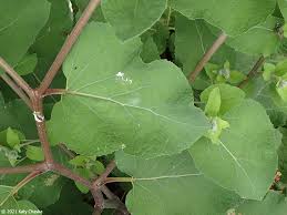 Attēlu rezultāti vaicājumam “Arctium tomentosum fruit”