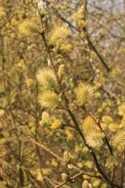 Attēlu rezultāti vaicājumam “Salix aurita flower”