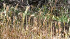 Attēlu rezultāti vaicājumam “Setaria glauca”