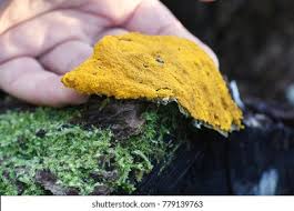 Attēlu rezultāti vaicājumam “Trichia scabra”