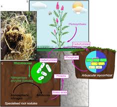 Attēlu rezultāti vaicājumam “Onobrychis arenaria fruit”