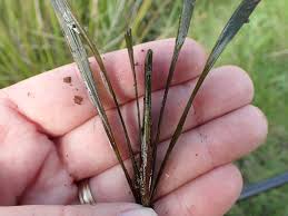 Attēlu rezultāti vaicājumam “Potamogeton compressus”