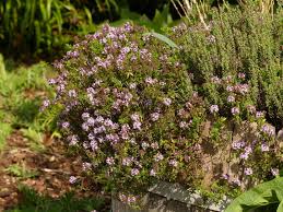 Image result for Thymian