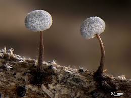 Attēlu rezultāti vaicājumam “Didymium bahiense macro”