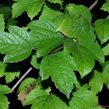 Attēlu rezultāti vaicājumam “Viburnum opulus leaf”