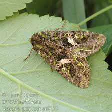 Attēlu rezultāti vaicājumam “Trachea atriplicis”