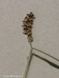 Attēlu rezultāti vaicājumam “Carex panicea fruit”