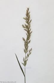Attēlu rezultāti vaicājumam “Trisetum flavescens flower”