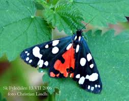 Attēlu rezultāti vaicājumam “Callimorpha dominula”
