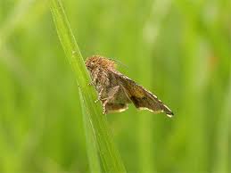 Attēlu rezultāti vaicājumam “Panemeria tenebrata”