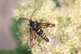 Attēlu rezultāti vaicājumam “Sesiidae”