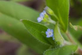 Attēlu rezultāti vaicājumam “Myosotis sparsiflora leaf”