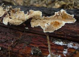 Attēlu rezultāti vaicājumam “Steccherinum bourdotii”