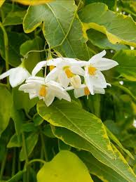 Attēlu rezultāti vaicājumam “Solanum dulcamara flower”