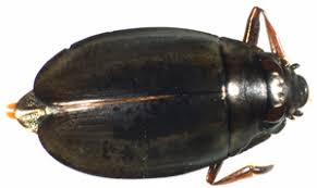 Attēlu rezultāti vaicājumam “Gyrinidae”