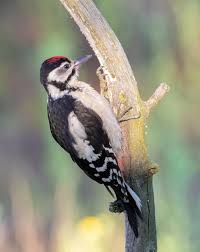 Attēlu rezultāti vaicājumam “Dendrocopos major juvenile”