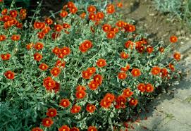 Attēlu rezultāti vaicājumam “Helianthemum x hybridum”