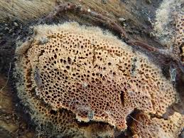 Attēlu rezultāti vaicājumam “Junghuhnia collabens”