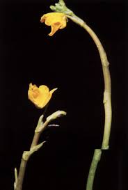 Attēlu rezultāti vaicājumam “Utricularia intermedia bud”