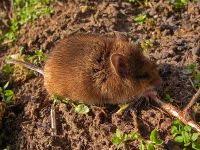 Attēlu rezultāti vaicājumam “Myodes glareolus”