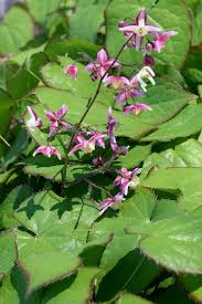 Attēlu rezultāti vaicājumam “Epimedium alpinum”