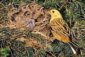 Attēlu rezultāti vaicājumam “Passeriformes”