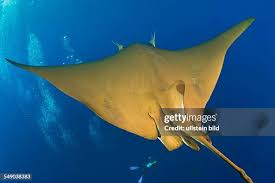 Image result for Mobula tarapacana