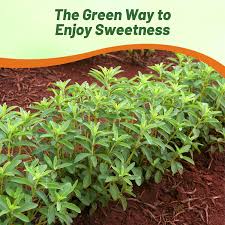 Image result for Stevia rebaudiana