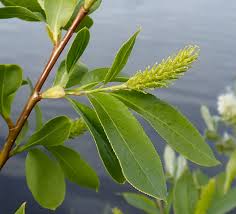 Attēlu rezultāti vaicājumam “Salix pentandra flower”