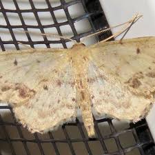 Attēlu rezultāti vaicājumam “Idaea dimidiata”