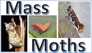 Attēlu rezultāti vaicājumam “Eana argentana”