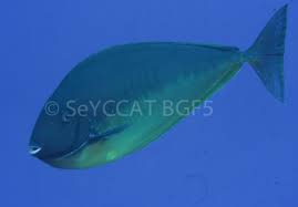 Image result for Naso hexacanthus