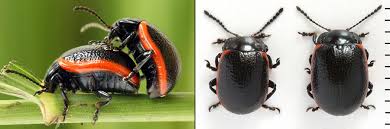 Attēlu rezultāti vaicājumam “Chrysolina sanguinolenta”