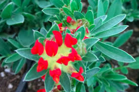 Attēlu rezultāti vaicājumam “Anthyllis vulneraria”