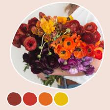 Attēlu rezultāti vaicājumam “Ranunculus mendax”