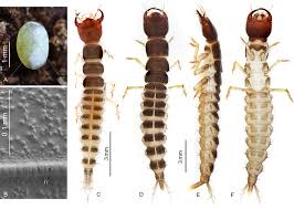 Attēlu rezultāti vaicājumam “Staphylinidae”