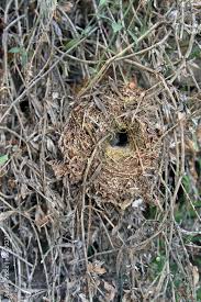 Attēlu rezultāti vaicājumam “Troglodytes troglodytes nest”